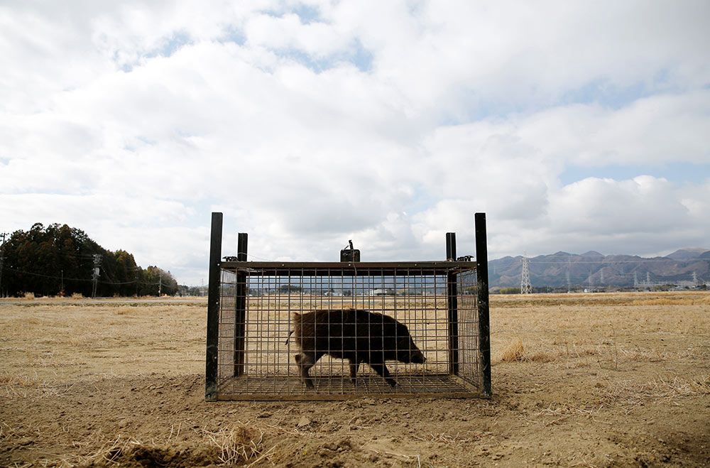 A wild boar is caught in a trap near a residential area in an evacuation zone close to the tsunami-crippled Fukushima Daiichi nuclear power plant in Fukushima prefecture, Japan, on Feb. 28, 2017.