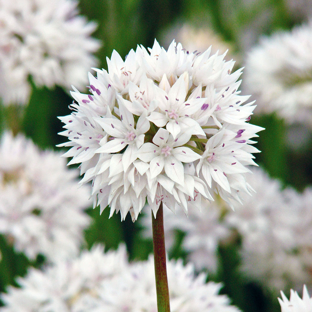 White Allium Collection