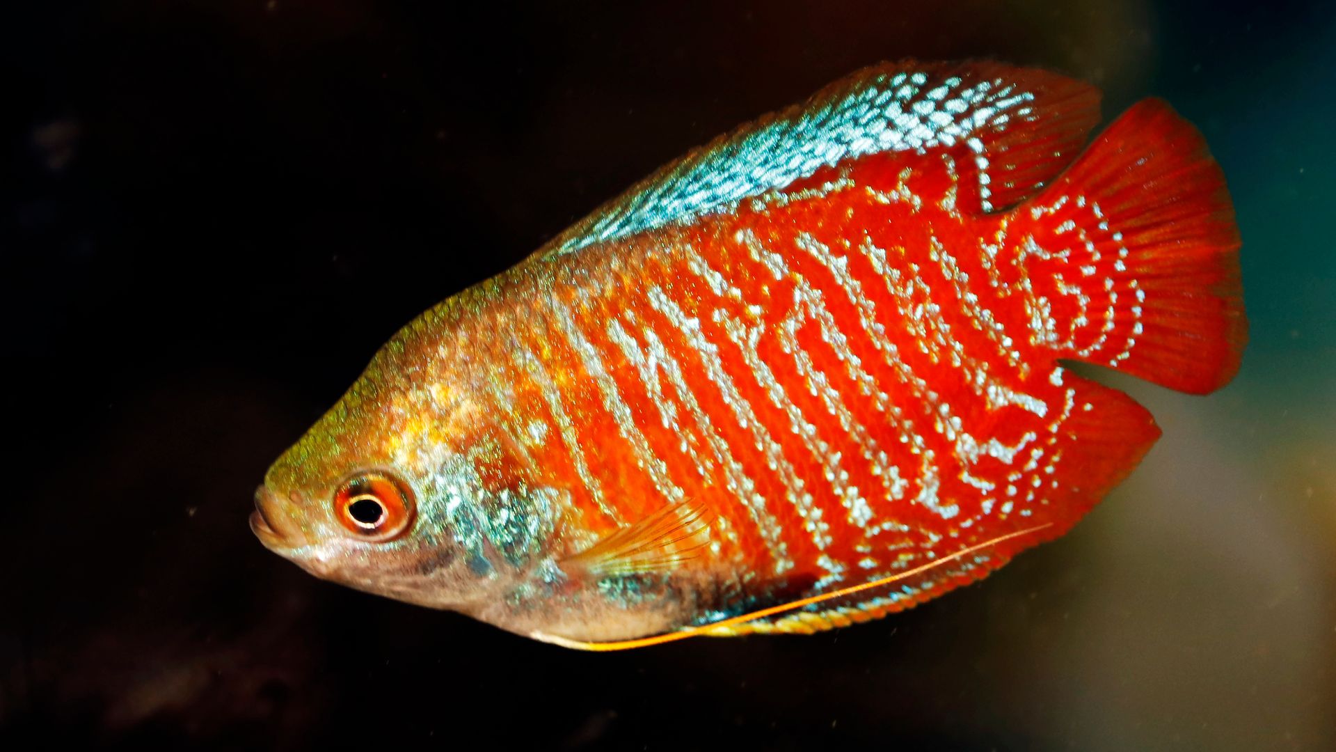 Dwarf Gourami