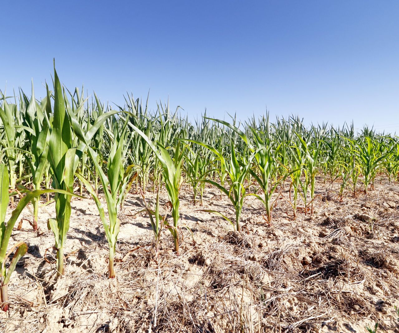 Best drought-tolerant vegetables: crops for dry conditions | Homes ...