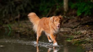 nova scotia duck tolling retriever paddling in a stream