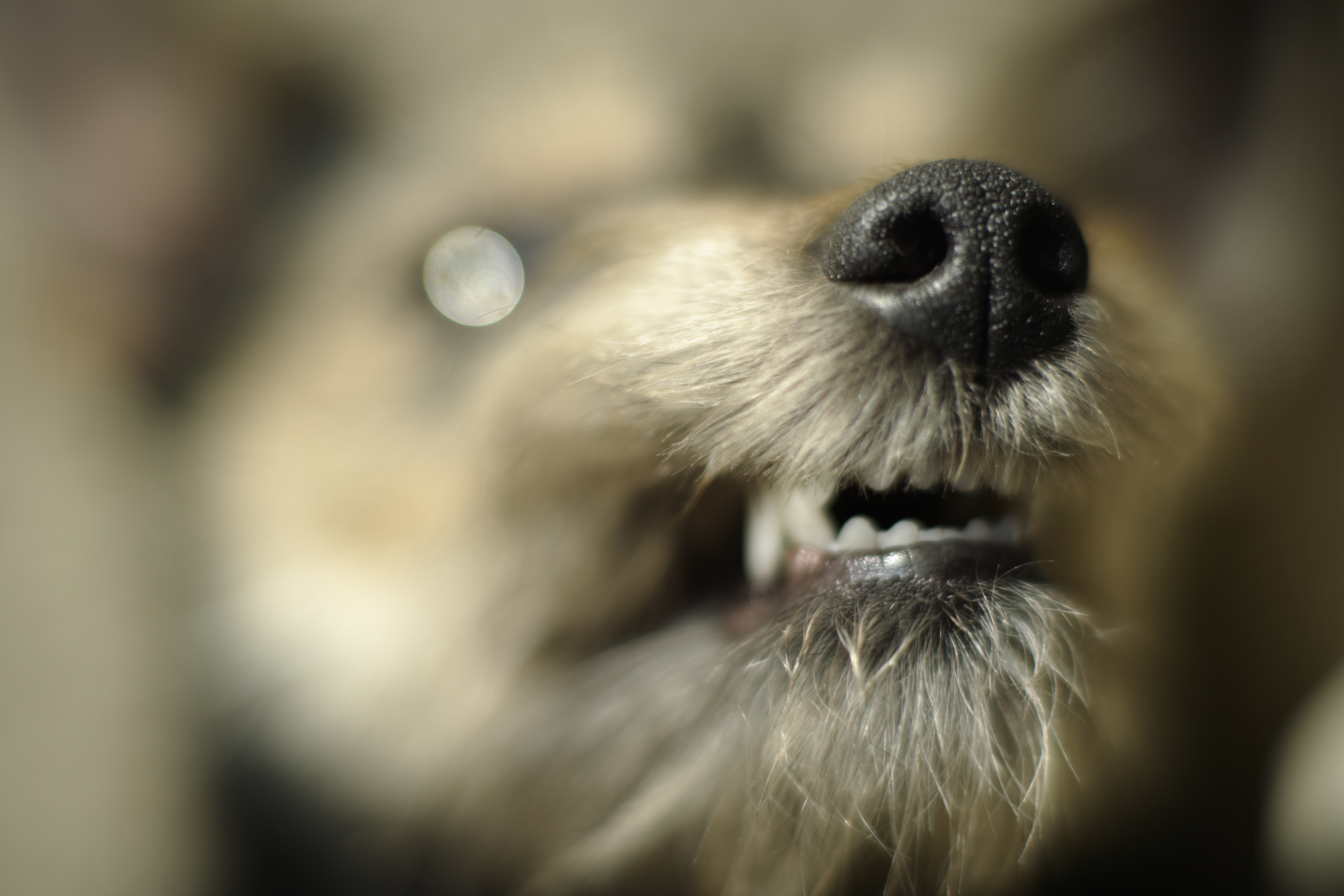 Close up of anxious dog snarling
