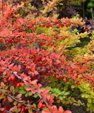 Japanese barberry in autumn