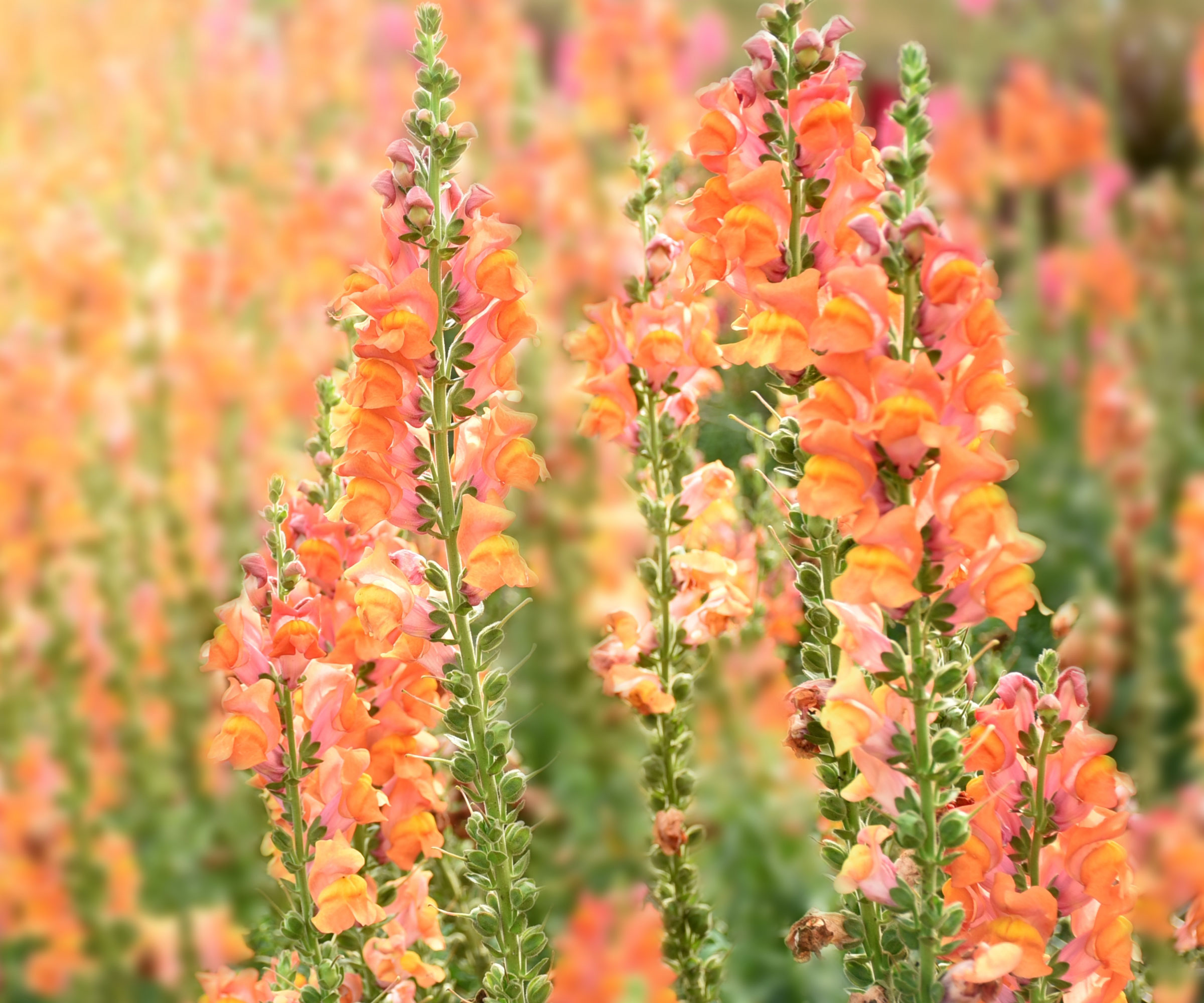 snapdragon flowers in shades of orange
