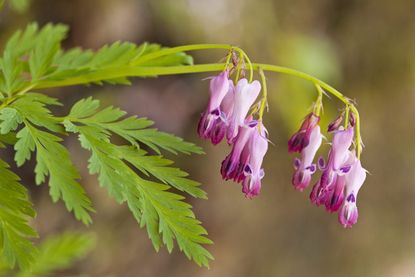 Pink Fringed Bleeding Heart Plants