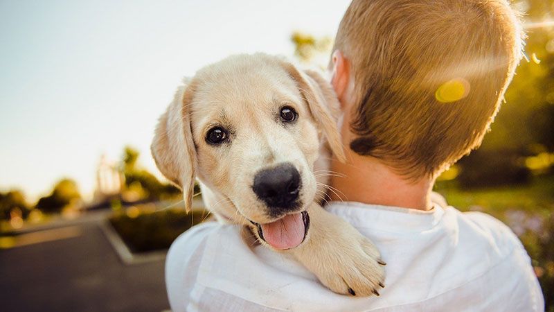 Healthy dog being carried