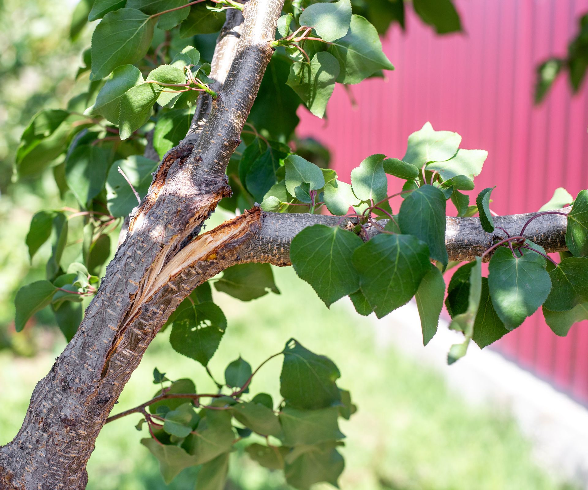 cracked branch on apricot tree filled with leaves