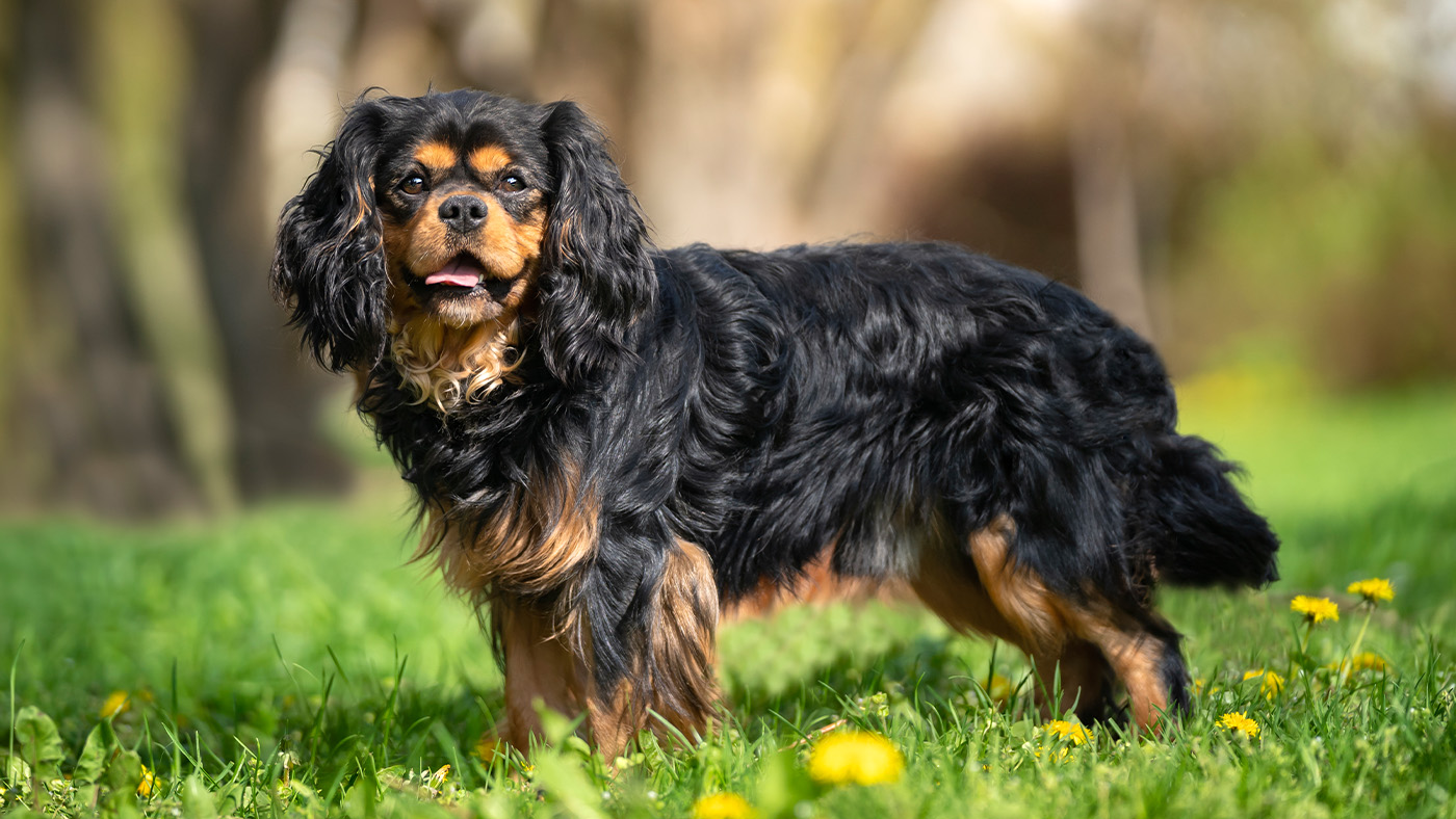 Cavalier King Charles Spaniel portrait