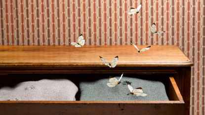 Moths in drawers