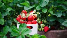 A white box of ripe, freshly-picked strawberries sits among the foliage of strawberry plants