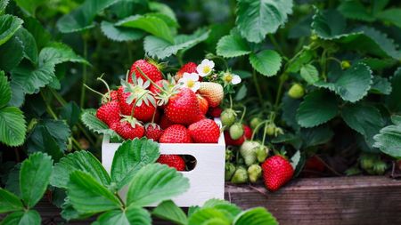 A white box of ripe, freshly-picked strawberries sits among the foliage of strawberry plants