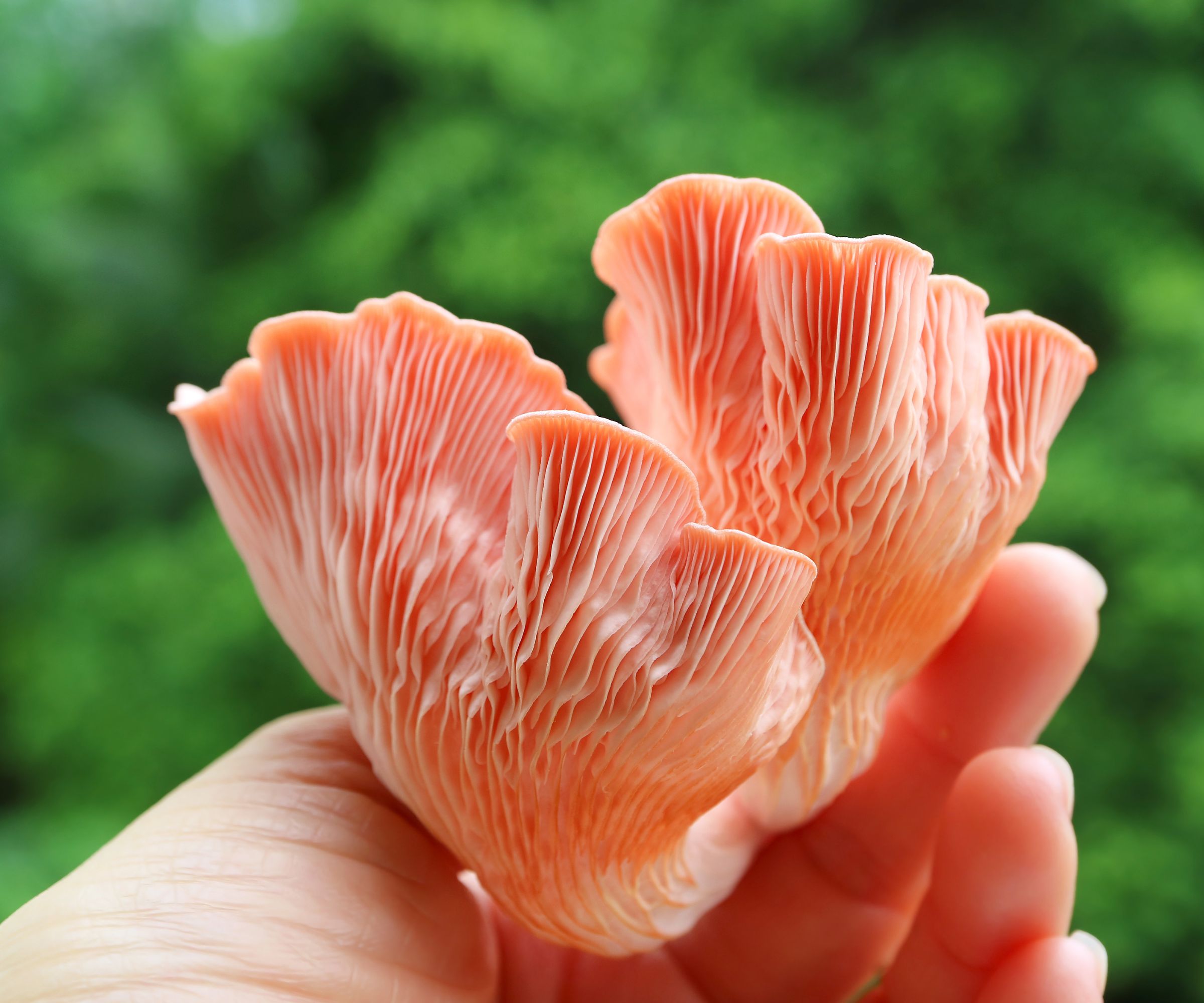 Closeup of the Underside or Gills of Freshly Harvested Beautiful Pink Oyster Mushrooms
