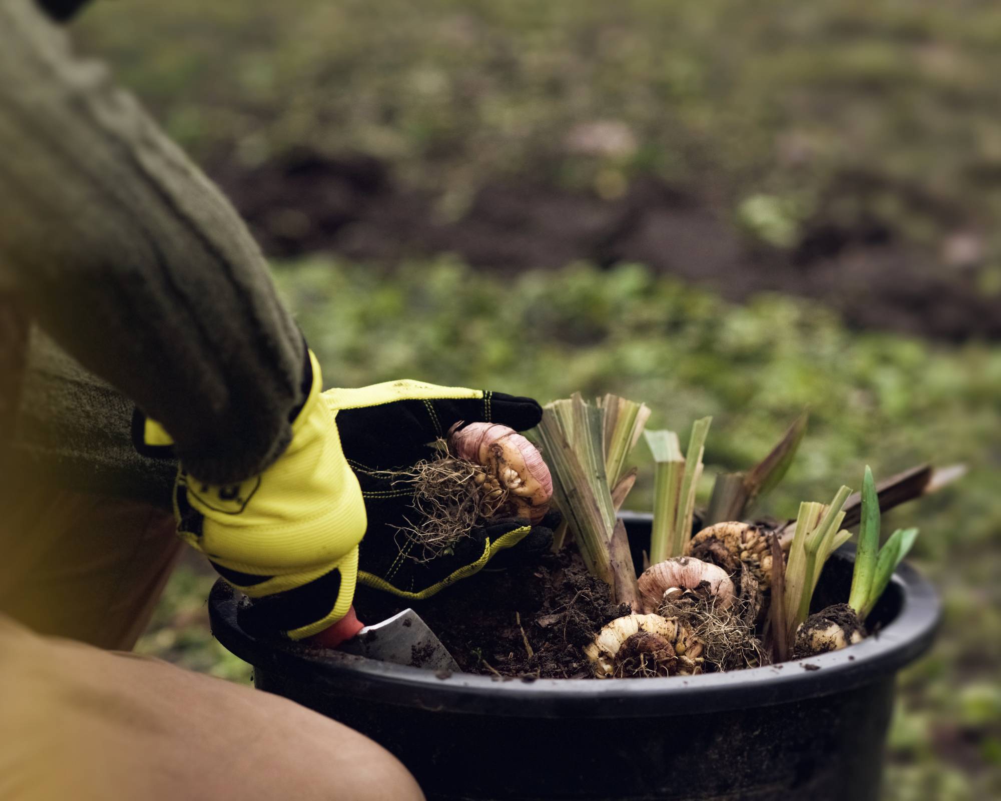 Gardener lifts gladiolus bulbs from pot to store gladiolus bulbs over winter
