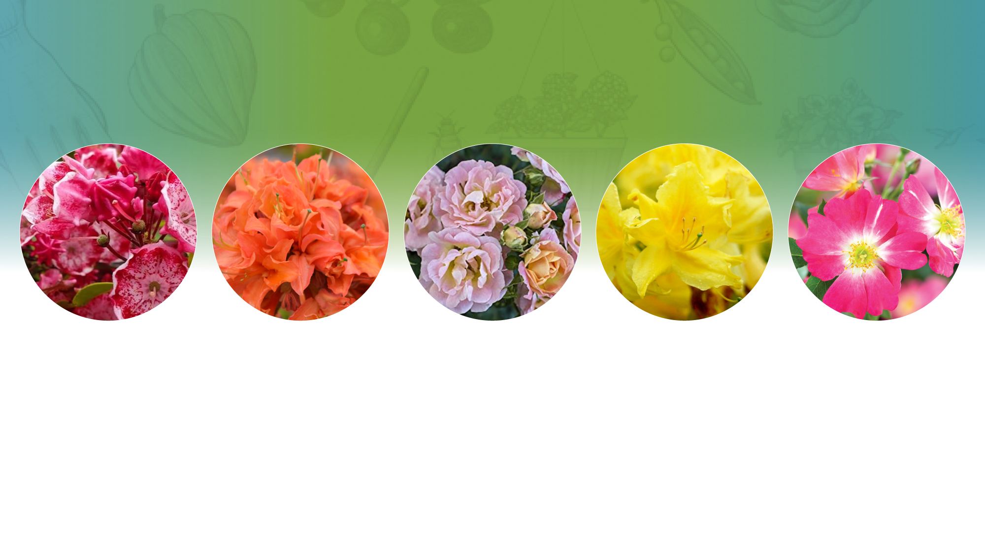 Gardening Know How Shop Spring Colors