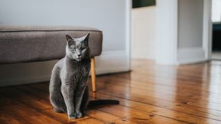 Russian blue sitting inside house