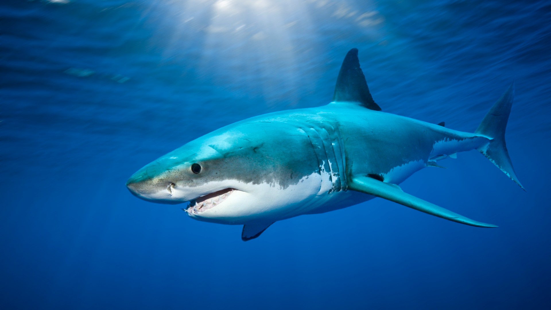 Cape Cod is one of the world's largest hotspots of great white sharks, study finds thumbnail