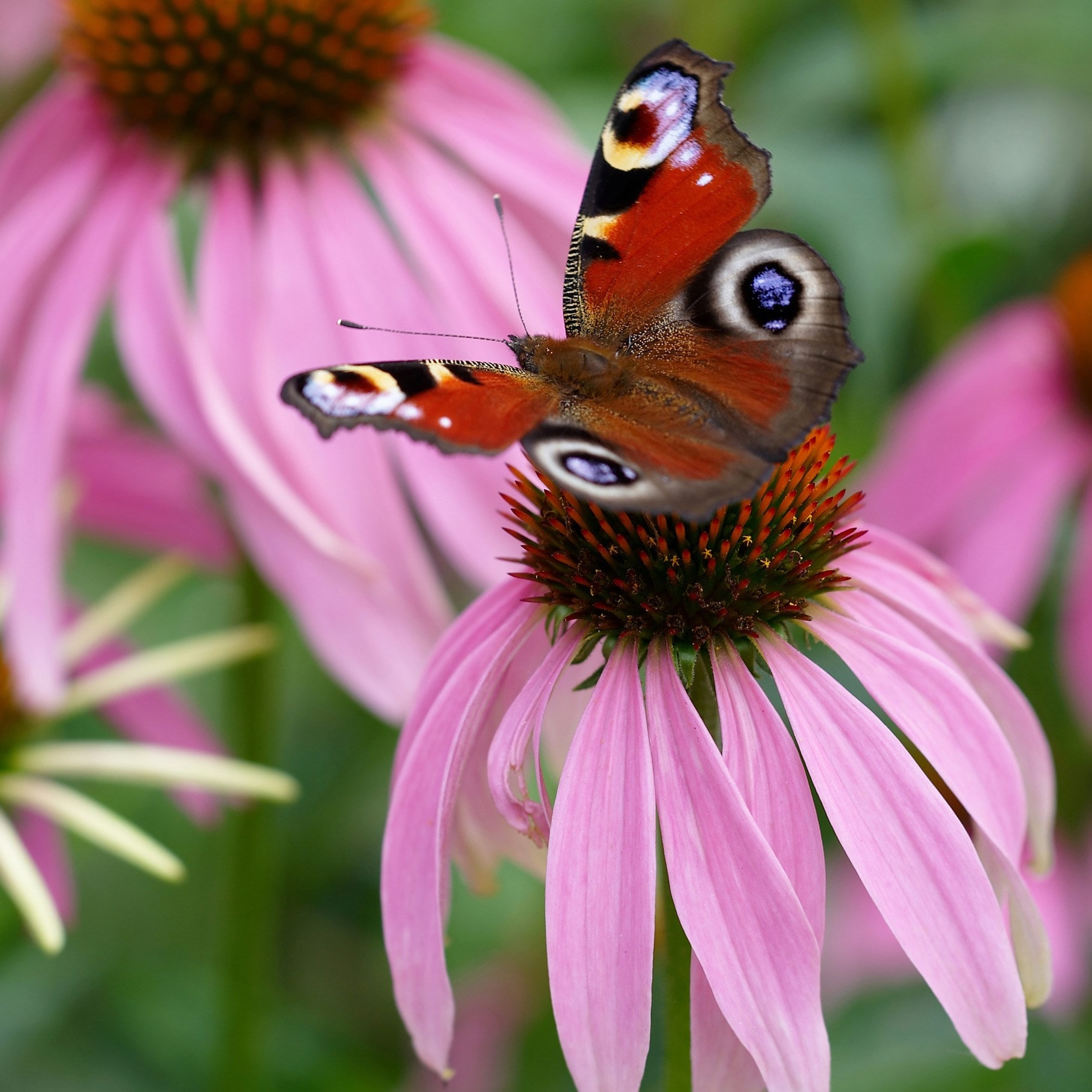 Echinacea Purpurea