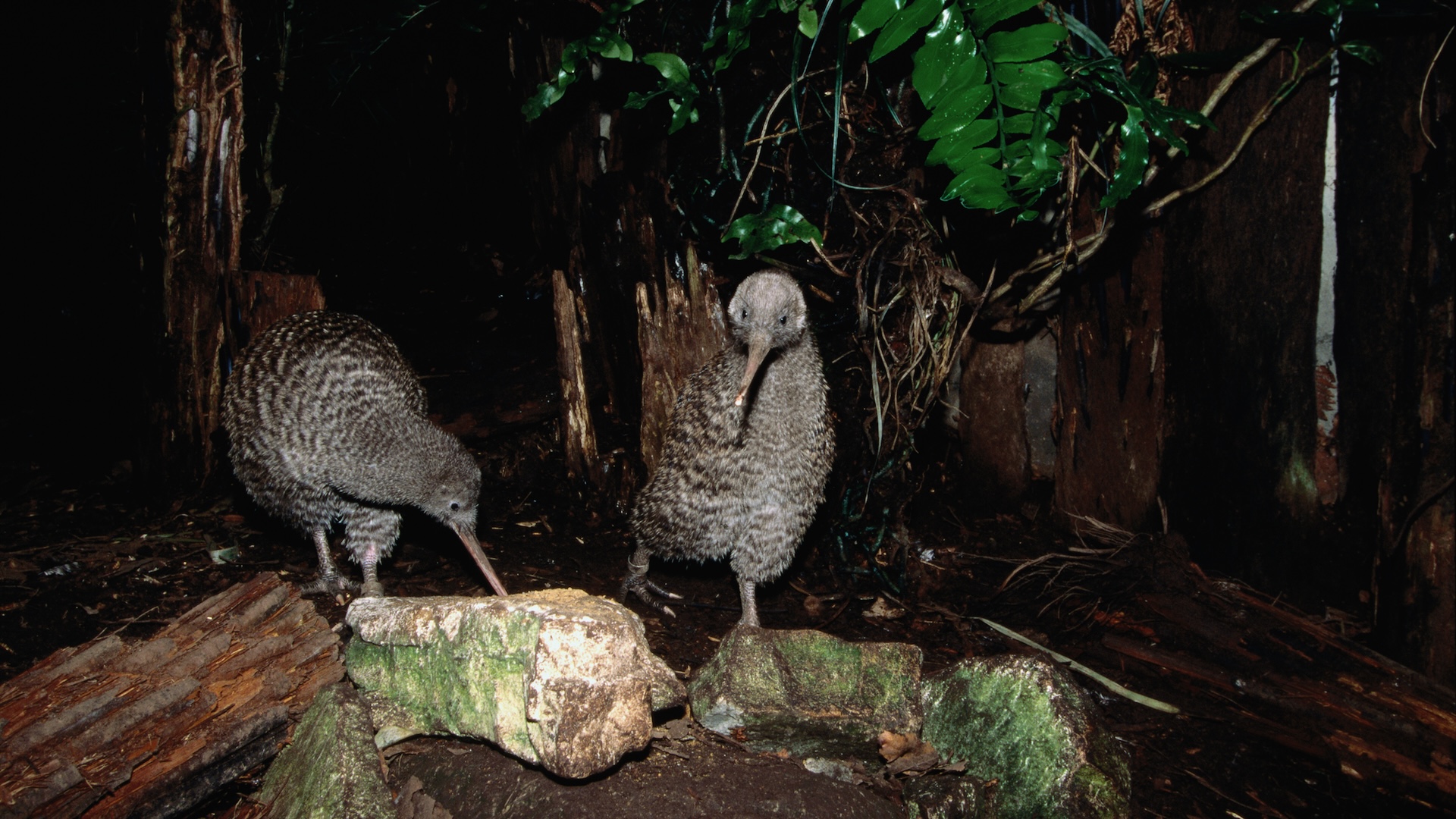 a photograph of two kiwis in the forest at night