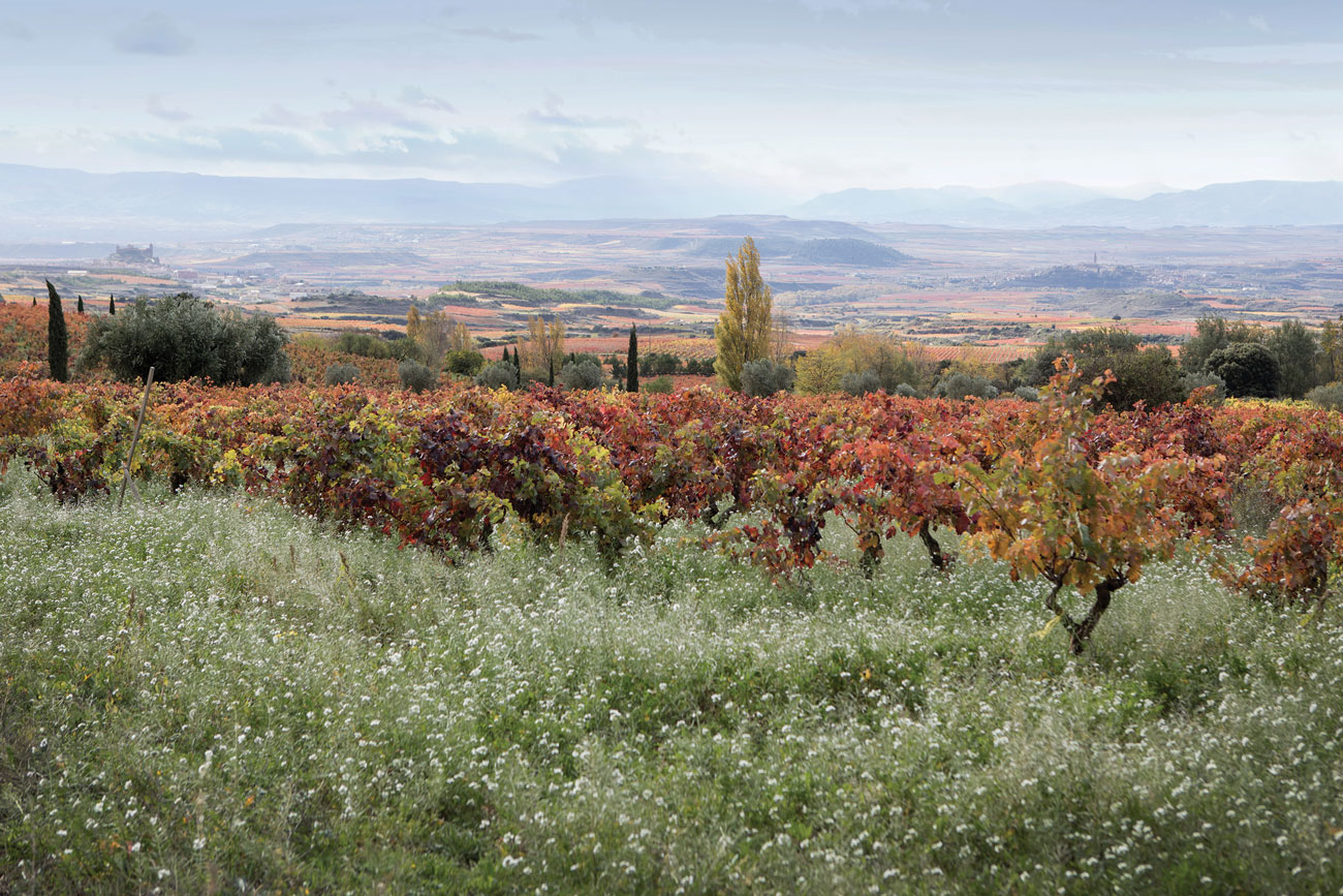 A Remelluri vineyard in Labastida, Rioja Alavesa.