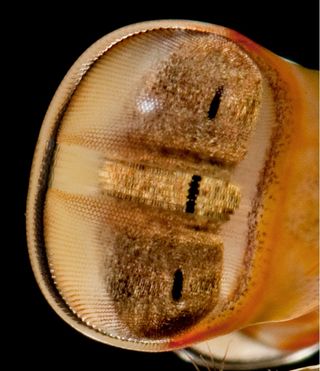 The eyes of the mantis shrimp <em>Raoulserenea hieroglyphica</em>.
