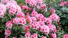 picture of rhododendren bush with pink flowers