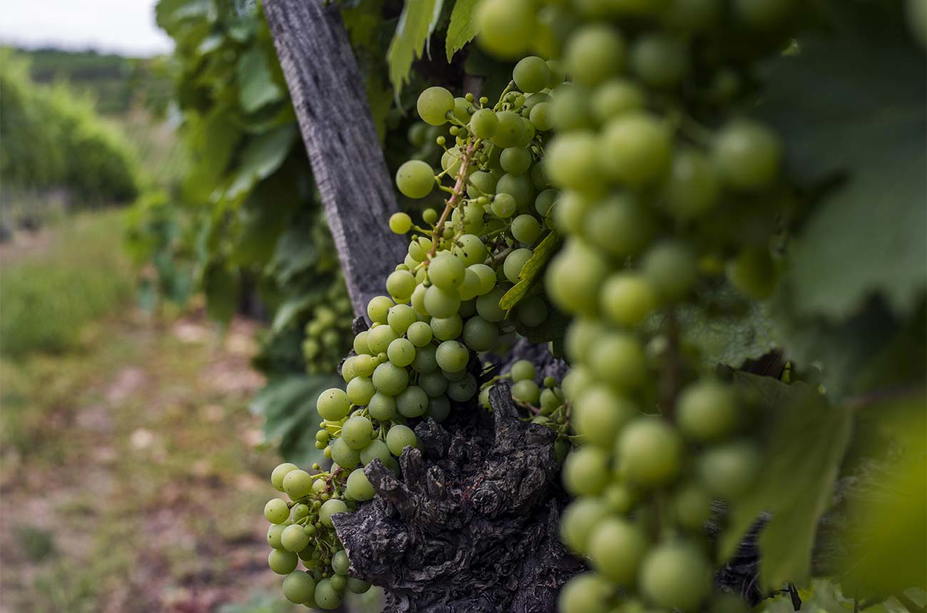 Furmint grapes growing in a vineyard