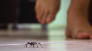 Spider crawling on floor