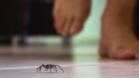 Spider crawling on floor