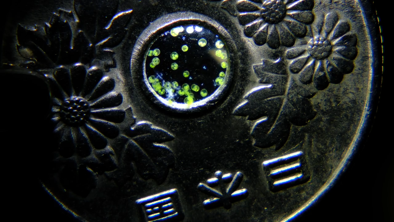 Nikon Small World in Motion 2025