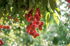 lychee propagation