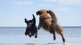 Dogs jumping into the water