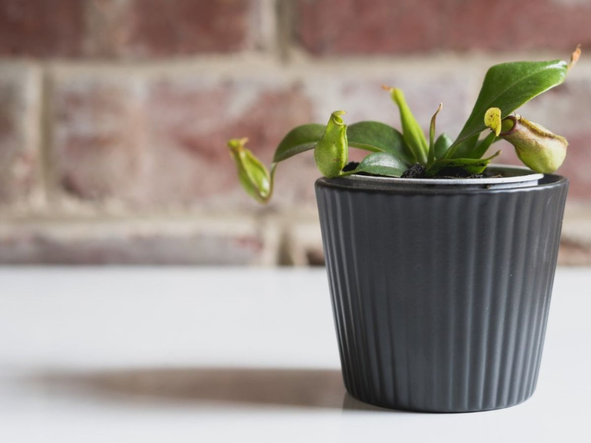 Pitcher Plant Care When Do I Repot A Pitcher Plant Gardening Know How