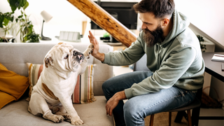 Bulldog breed sitting on a sofa while giving a man a high five