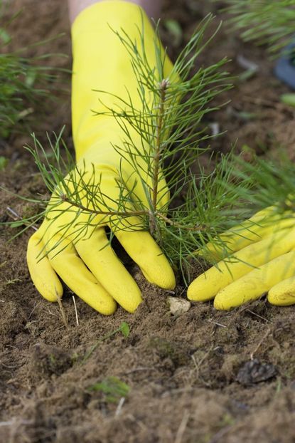 Hands With Yellow Gloves Planting A Pine Tree