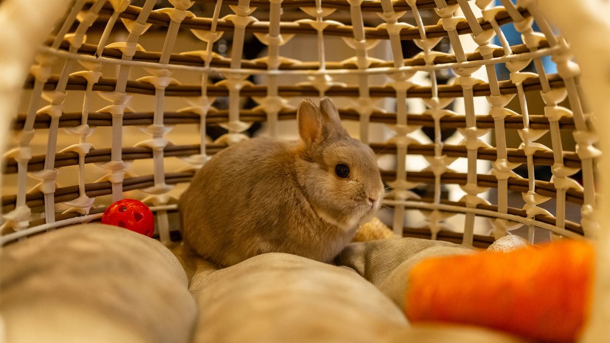 32 breeds of rabbits | PetsRadar