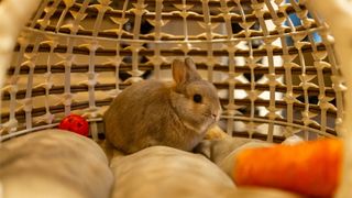 Netherland dwarf rabbit in cosy hutch