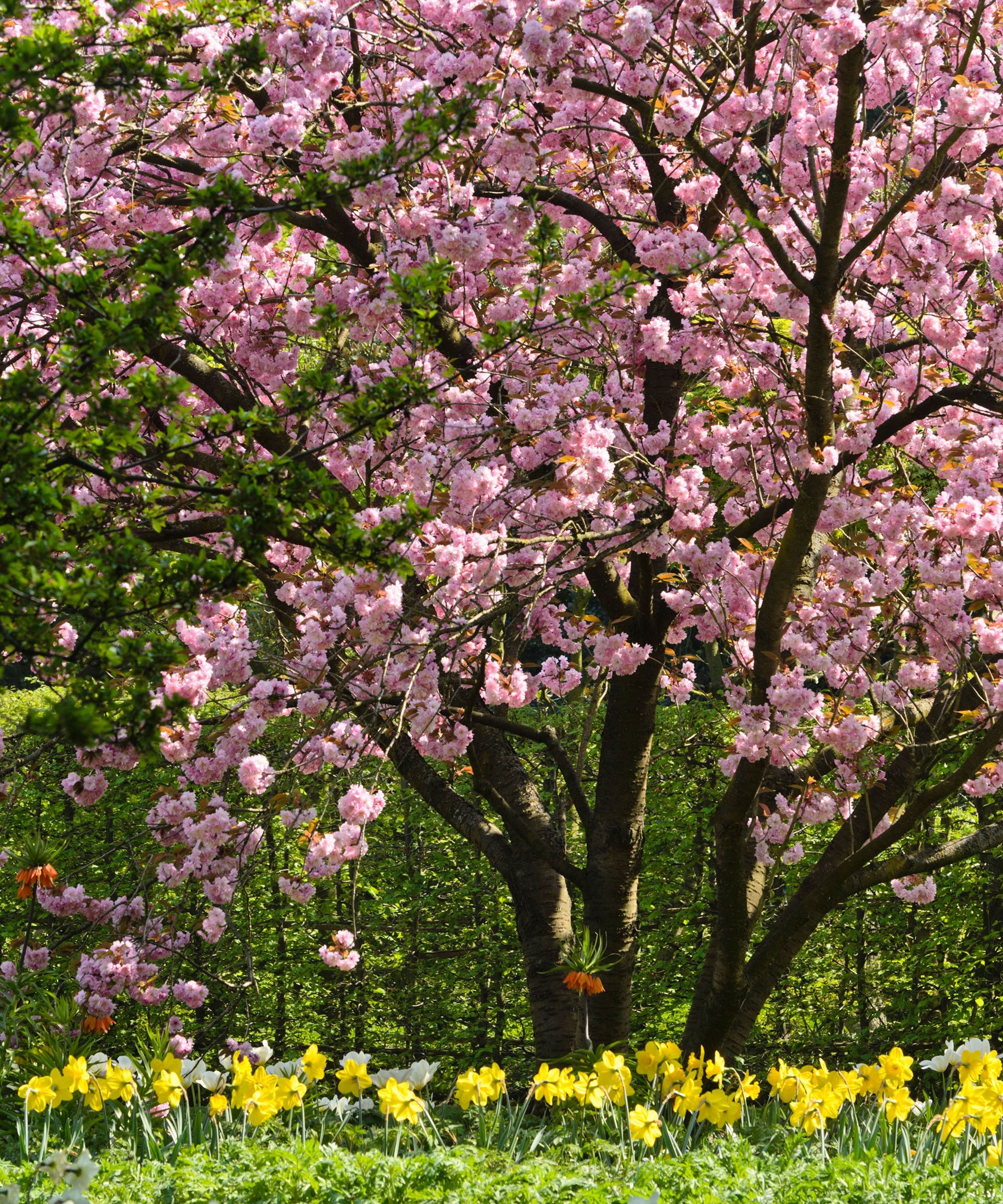flowering cherry tree in blossom with daffodils growing beneath it