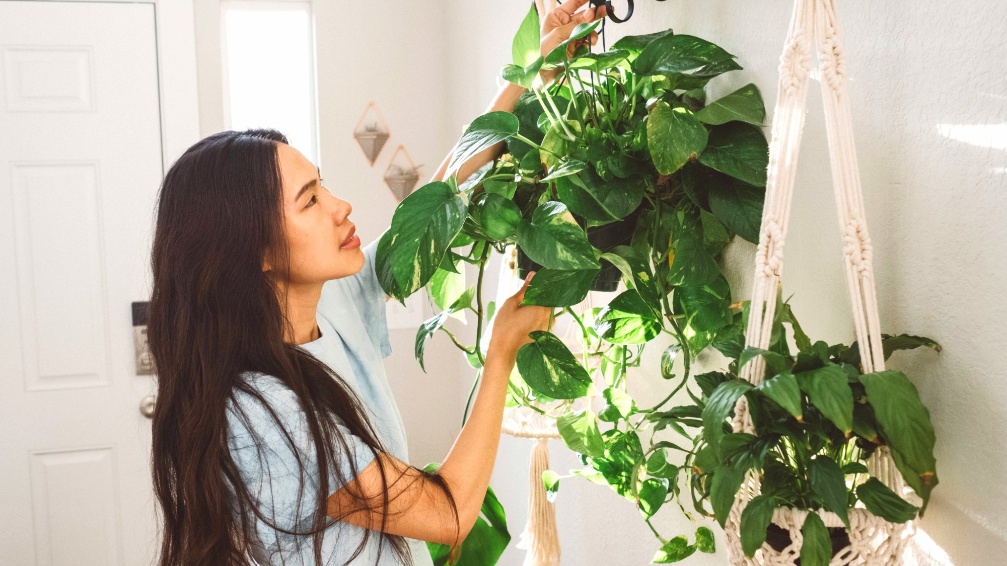 Woman hangs pothos 
