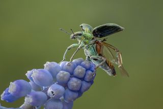 A weevil captured landing on a flower