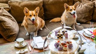 Royal afternoon tea with corgis at the Four Seasons