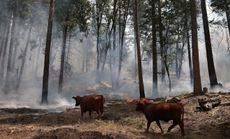 Cows walk through a section of forest that was burned by the Rim Fire outside of Camp Mather on August 24, 2013 near Groveland, California. 