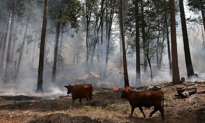 Cows walk through a section of forest that was burned by the Rim Fire outside of Camp Mather on August 24, 2013 near Groveland, California. 