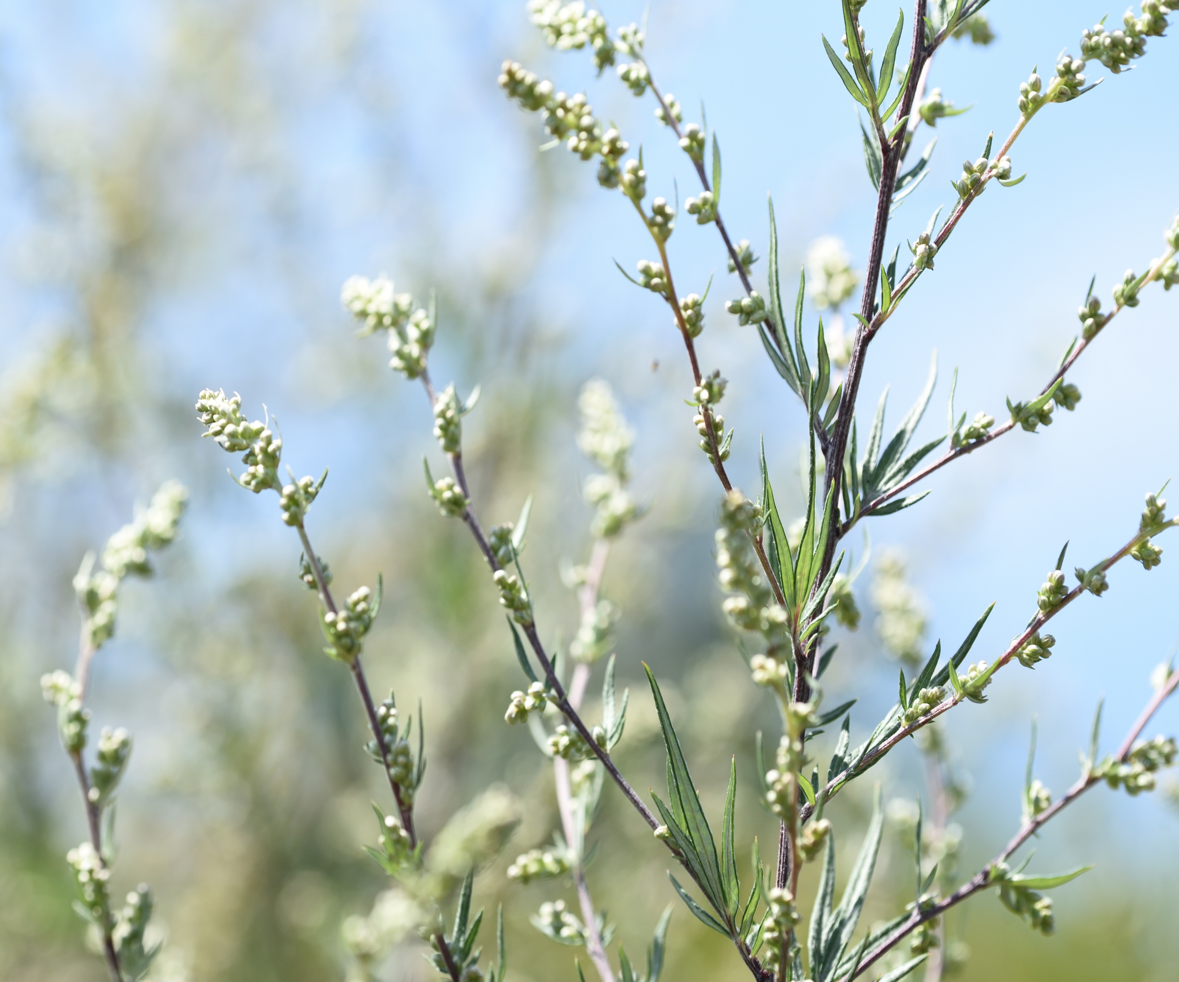 artemisia vulgaris, Mugwort