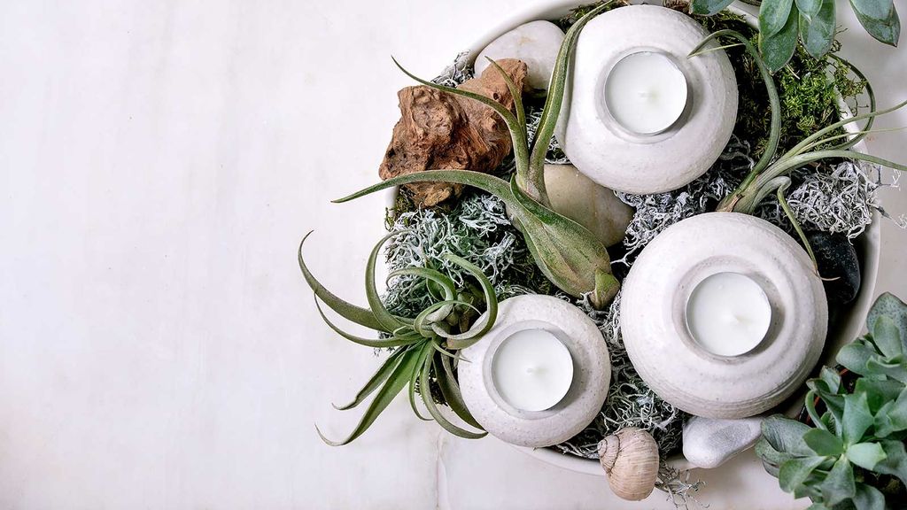 How to care for air plants expert tips to help them thrive Homes