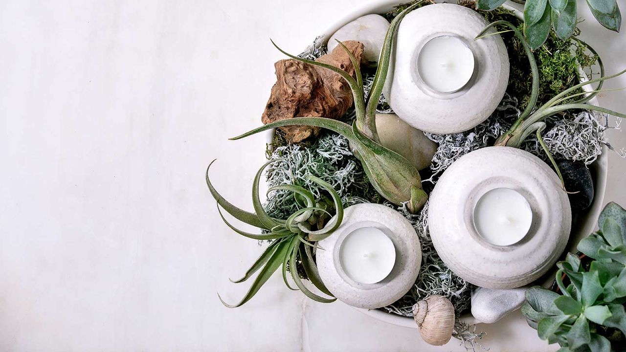 air plants in a bowl with ceramic dishes