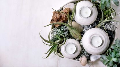 air plants in a bowl with ceramic dishes