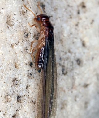 A dark brown winged termite on a gray concrete wall