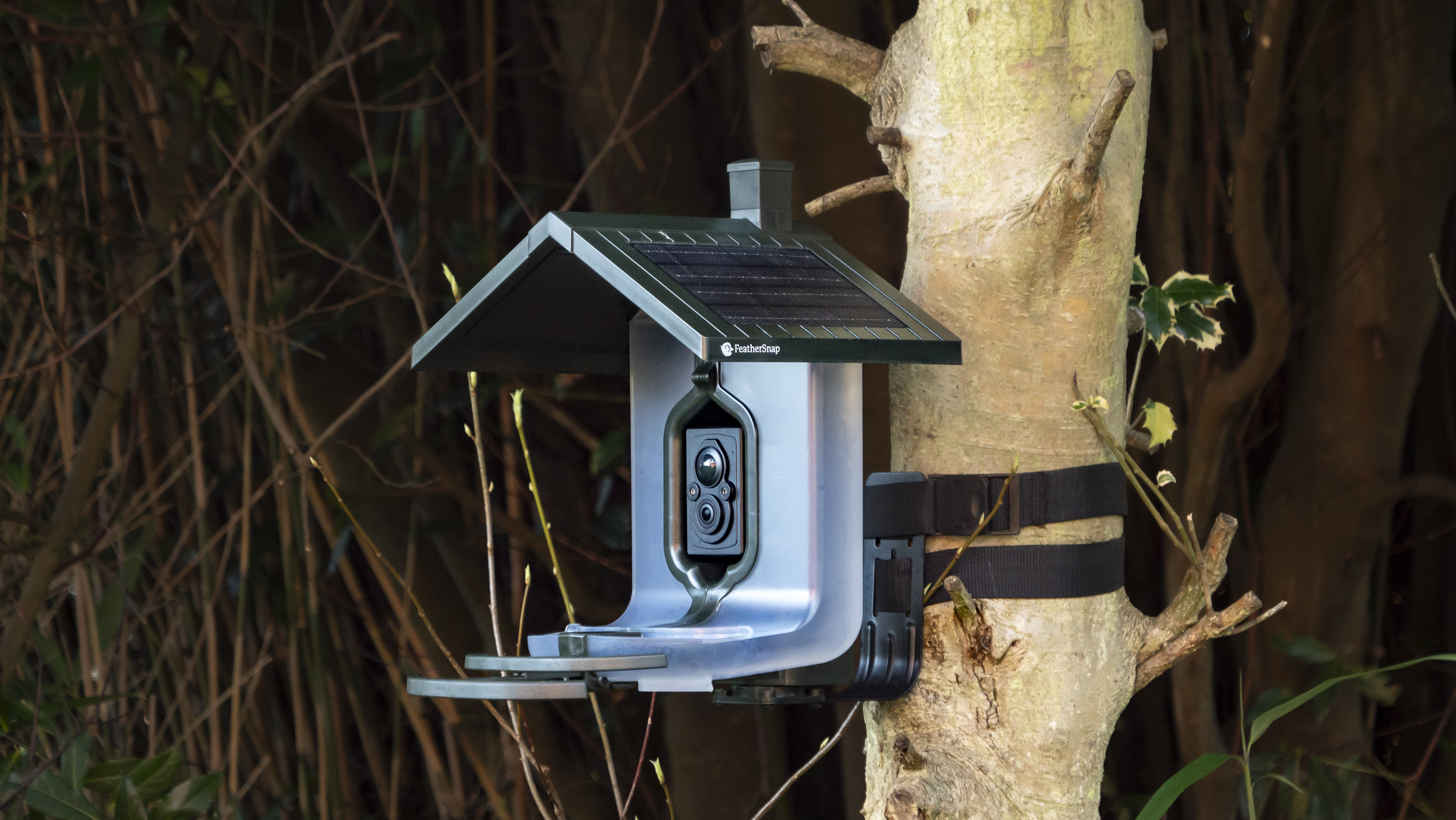 FeatherSnap Bird Feeder camera strapped around a tree with bamboo backdrop