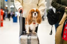 Photo of cute dog sitting on suitcase at airport 