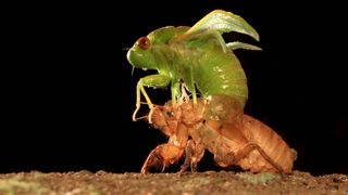 An annual cicada climbs from its nymph exoskeleton in Klaten, Indonesia.